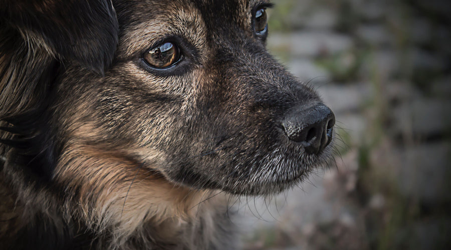 Looking for Tail-Wagging Fun? Dog-Themed Games for the Entire Family