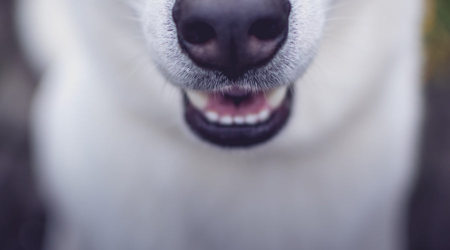 When Do Puppies Stop Teething?