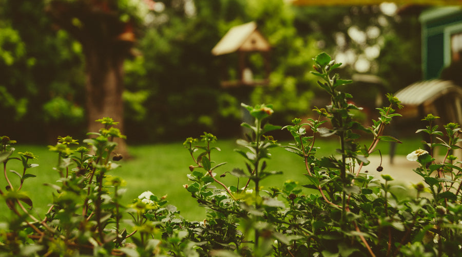 Give Your Dog a Dream Backyard