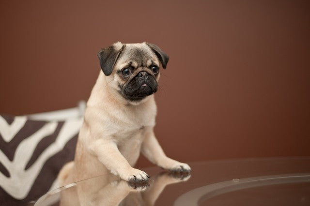 How to safely increase daily enrichment with bully sticks and bones