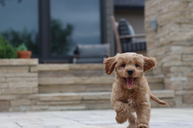 Puppy Proofing Your Home