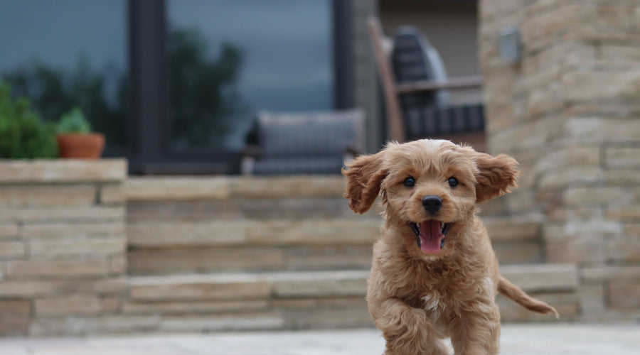 Puppy Training 101