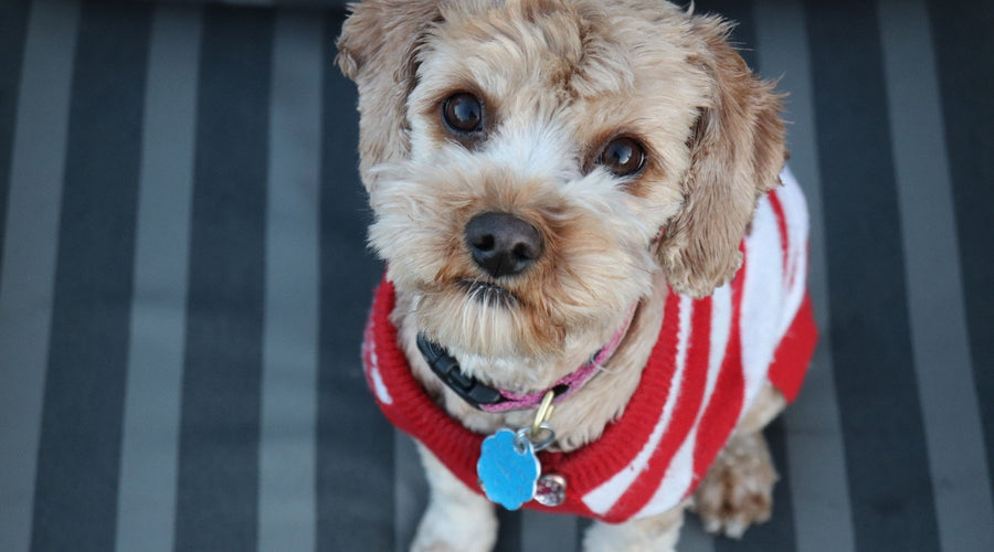 2 Fun Ways to Use Social Media with Your Pet