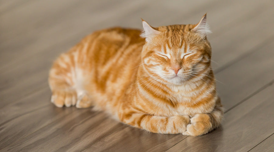 8 Reasons Why Cats are Purrfect Household Pets