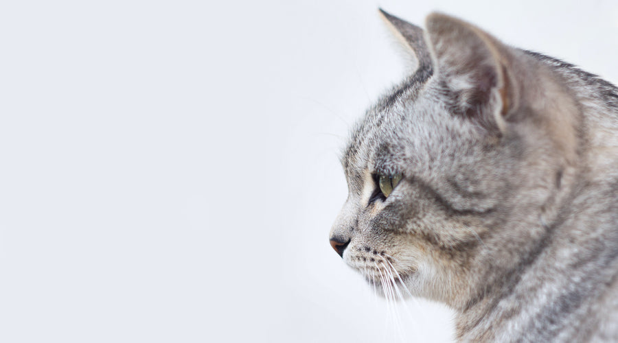 Decoding Your Cat's Behavior: 9 Things You Should Know