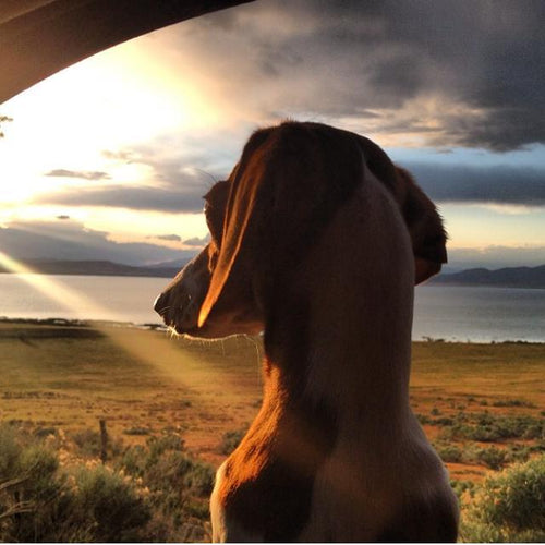 Considering Getting A Dog? 5 Things To Remember And Consider Before Getting Man's Best Friend