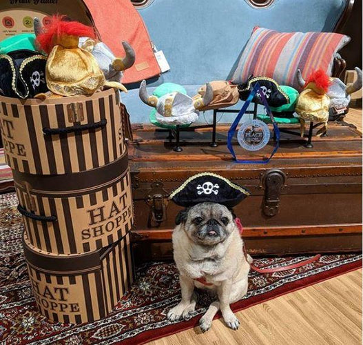 Momo Monday: The Trick to Getting All the Treats