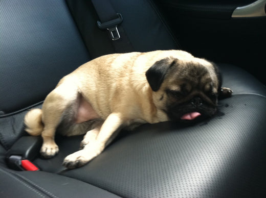 Momo Mondays: A Pug's Life