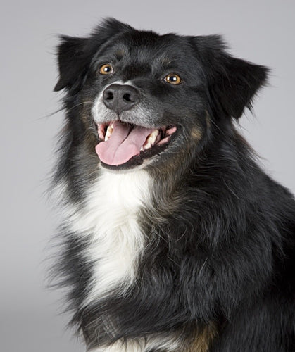 Moving With A Dog: How To Create A Pet Resume