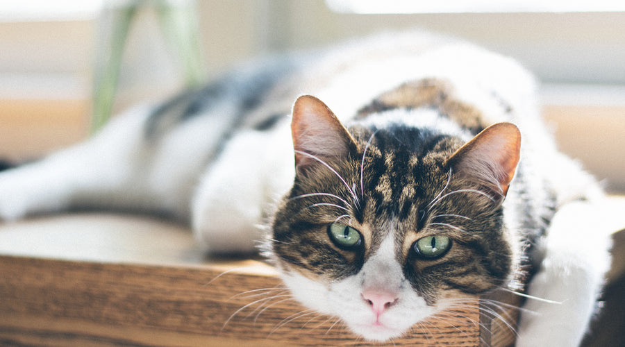 What to Feed a Senior Cat