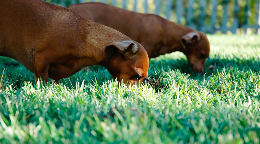 Tidy Low Maintenance Fake Grass For Dog Play