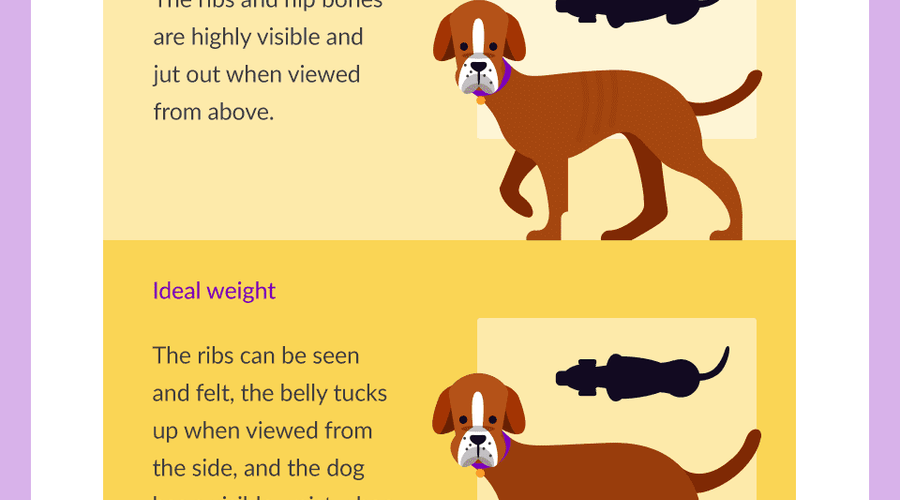 How Much to Feed Your New Puppy