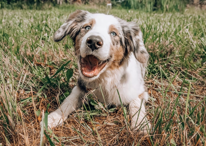 7 Tips to Keep Your Pet Safe While Playing Outdoors