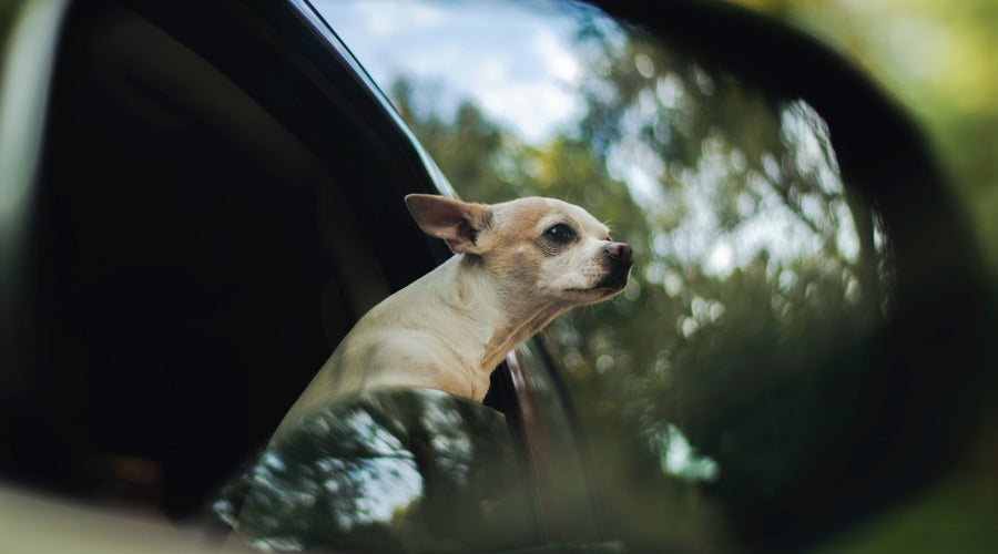 Road Tripping With Your Dog - What To Pack