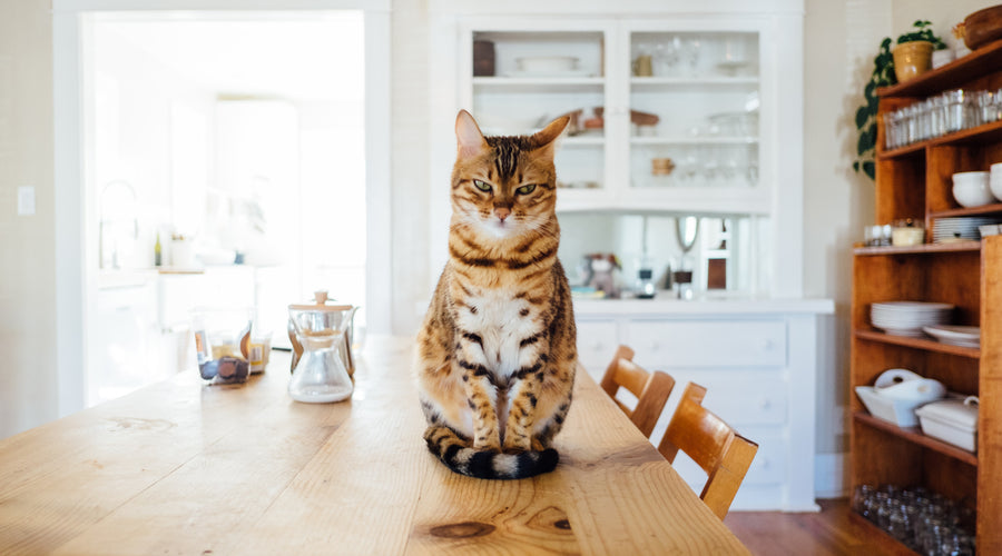 Why Does My Cat Stare at Me?