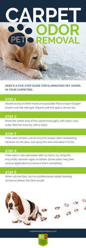 Carpet Pet Odor Removal Guide