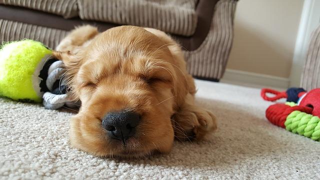 7 Tips for Selecting Pet Proofing Carpet for your New Pet's Arrival to Your Home