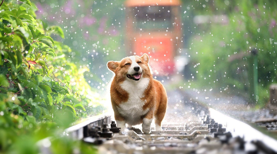 7 Vitamins Your Dog Needs for a Healthy Lifestyle