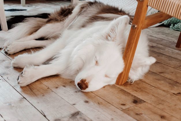 Benefits of Snuggle Beds for Your Pet