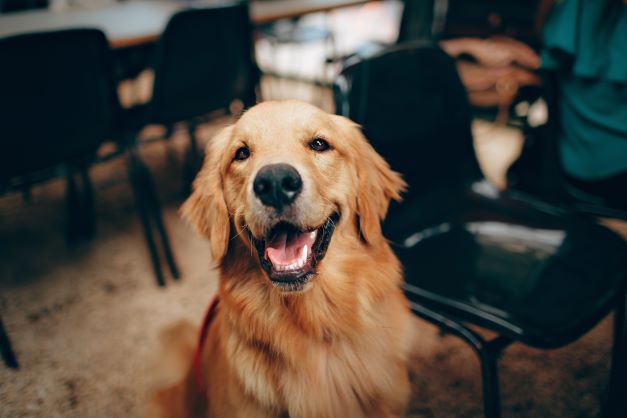 The Best Human Foods to Feed Your Canine