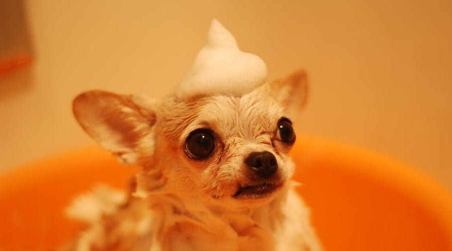Genius Gift Ideas for Pets and Pet Owners