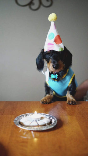 4 Ways to Celebrate Your Dog’s Birthday in Style