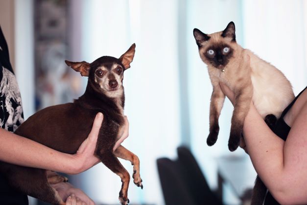 Ultimate Cleaning Tips for Every Dog and Cat Owner