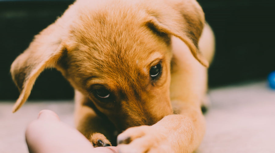 How to Make a Life of a Puppy in Your Home Comfortable