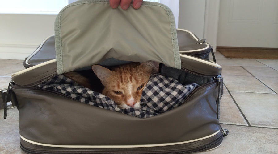 The Lo-Down Starring Ailo The Cat