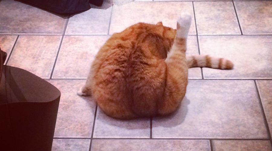 What Ailo is Thankful For This Thanksgiving - The Lo-Down