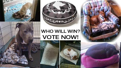Which Dog Deserves a New Bed?