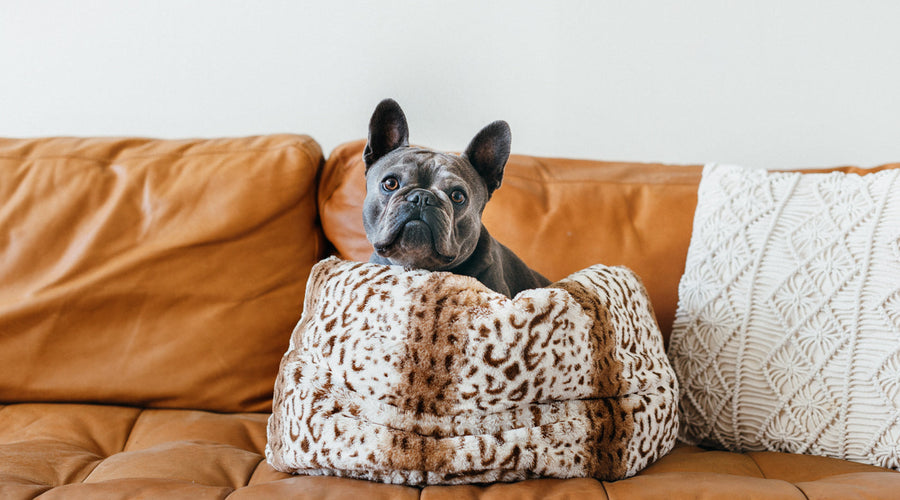 How to Tell if Your House Is Too Cold for Your Dog