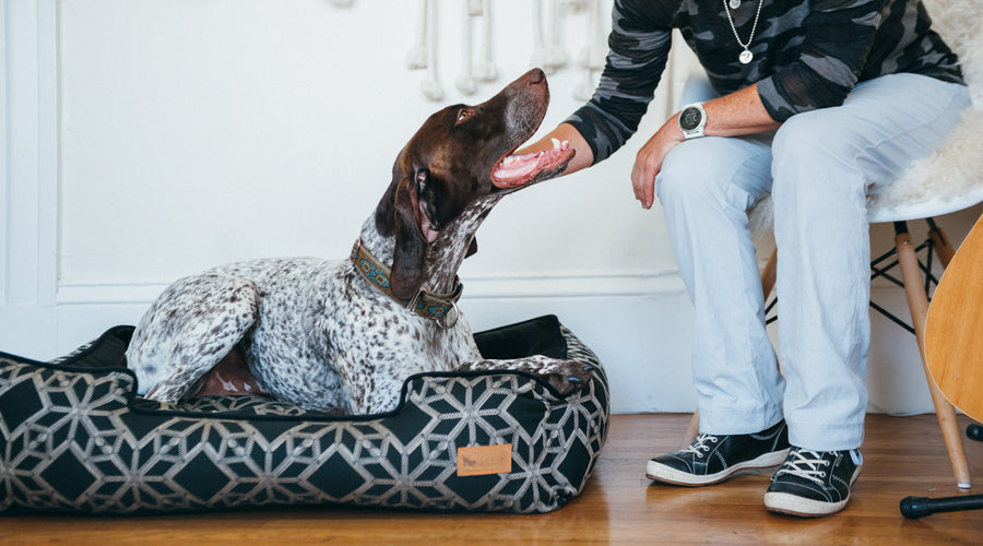 4 Ways to Help Your Dog Feel Loved When You're Busy