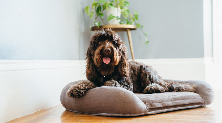 How Getting a Dog Can Help Seniors Struggling With Dementia