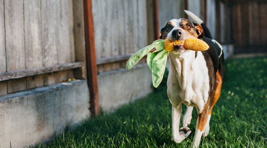 Why Organic Pet Food Is a Better Choice When Feeding Your Pet