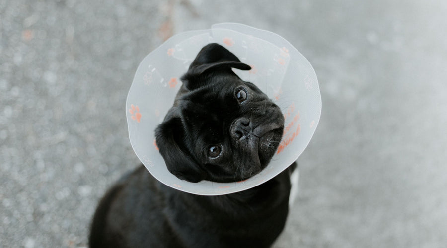 How to Choose a Good Veterinarian for Your Pet?