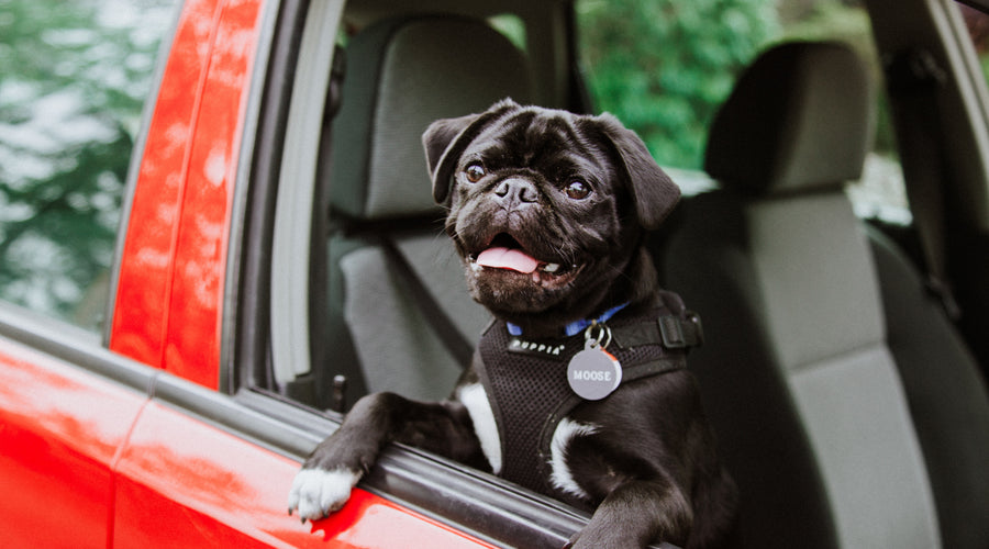 Are Pets Allowed in a Rideshare Like Uber?