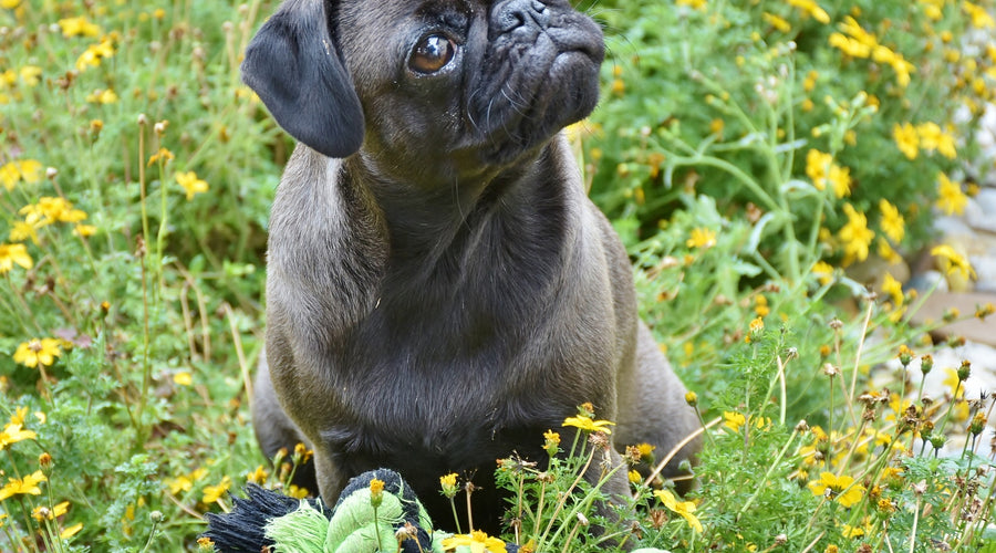 10 Tips to Keep Your Dog Cool During Summer