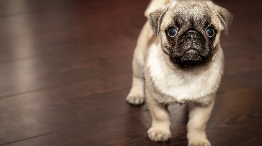 How To Prepare Yourself For a New Dog or Cat