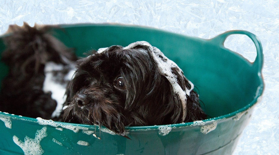 7 Grooming Tips for Your Dog
