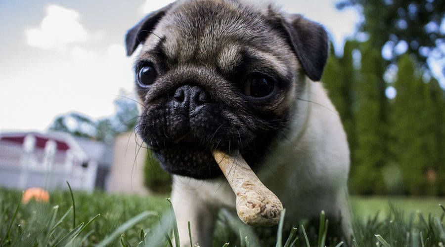 3 Vet-Recommended Supplements for Dog Health