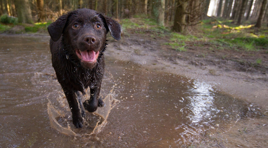 How Air Pollution Can Affect Your Pet