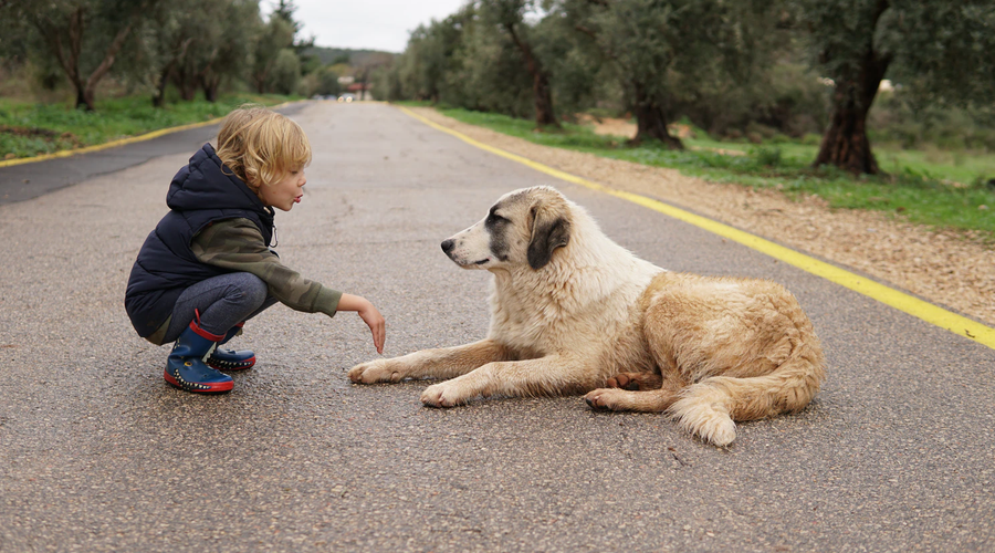 Pet Care Tips: Ways to Recognize and Tackle a Liver Disease in Your Dog