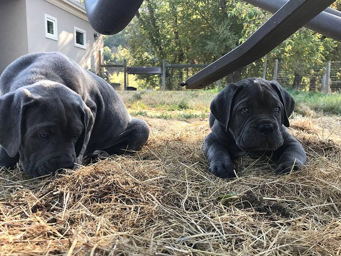 Manners Matter: 5 Important Reasons to Socialize Your Dog