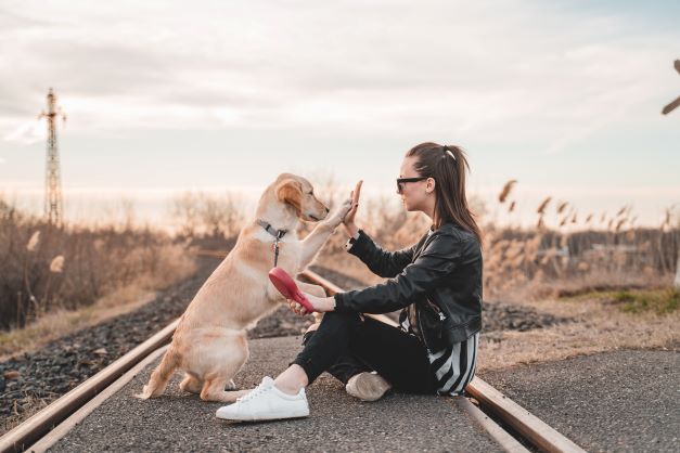 Complete Guide on Becoming a Professional Dog Trainer