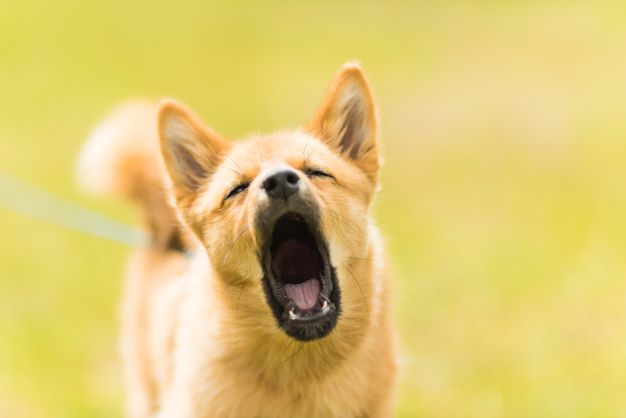 Help! My Dog Has the Hiccups. What Do I Do?
