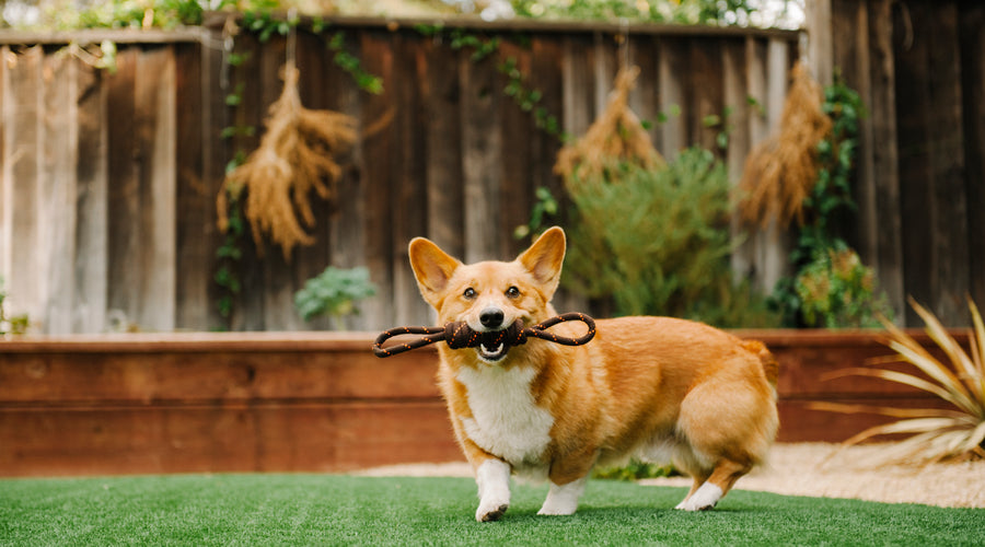 4 Backyard Hazards You Should Eliminate to Keep Your Pet Safe