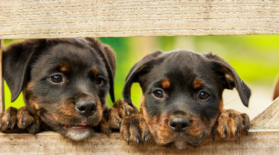 Finding the Best Food for your Dog