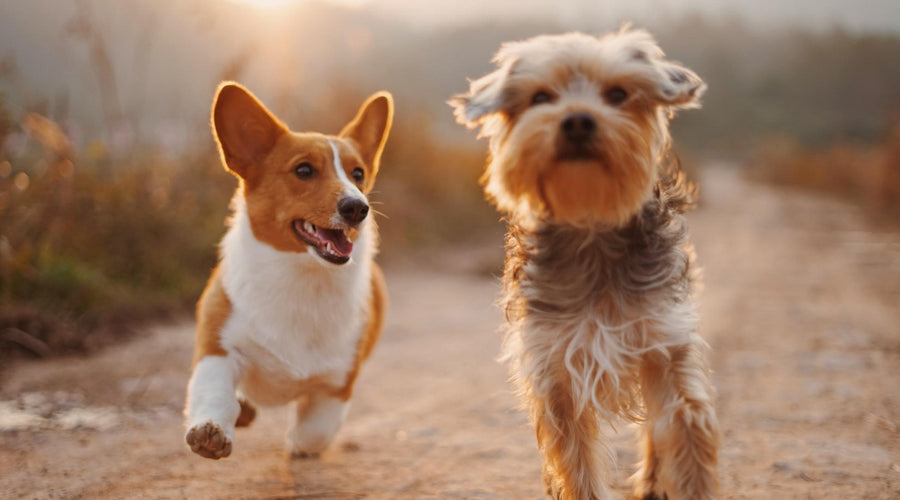 How Dogs Help Owners Stay Accountable and Healthy