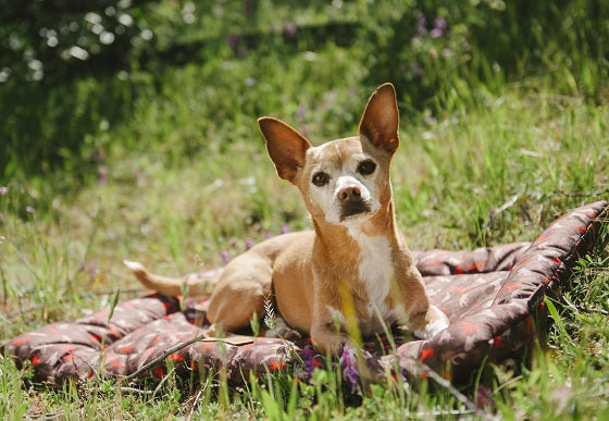 Dog and Ticks: Causes, Treatment, Prevention